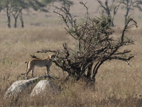 cheetah alerted Serengeti, Ngorongoro, East Africa, Tanzania, Africa