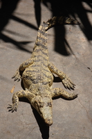 albano crocodile Mombas, East Africa, Kenya, Africa