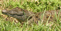 crocodiles_of_uganda
