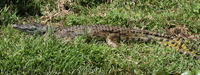 six months old crocodile Jinja, East Africa, Uganda, Africa