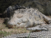 nile crocodile napping Murchison Falls, East Africa, Uganda, Africa