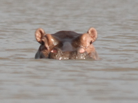 hippopotamus in lake victoria Kisumu, East Africa, Kenya, Africa