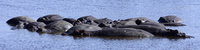 hippopotamus Serengeti, Ngorongoro, East Africa, Tanzania, Africa