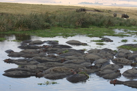 hippopotamus pool Ngorongoro Crater, Arusha, East Africa, Tanzania, Africa