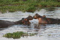 hippopotamus playing Ngorongoro Crater, Arusha, East Africa, Tanzania, Africa