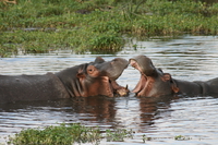 hippopotamus mating Ngorongoro Crater, Arusha, East Africa, Tanzania, Africa