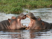 hippopotamus in love Ngorongoro Crater, Arusha, East Africa, Tanzania, Africa