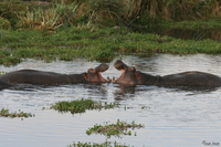 view--hippopotamus love fest Ngorongoro Crater, Arusha, East Africa, Tanzania, Africa