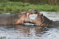 passon of hippopotamus Ngorongoro Crater, Arusha, East Africa, Tanzania, Africa