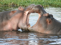 view--passon of hippopotamus Ngorongoro Crater, Arusha, East Africa, Tanzania, Africa