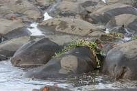 hippopotamus neckvine Ngorongoro Crater, Arusha, East Africa, Tanzania, Africa