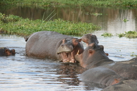 hippopotamus fight Ngorongoro Crater, Arusha, East Africa, Tanzania, Africa