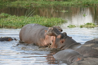 hippopotamus disagree Ngorongoro Crater, Arusha, East Africa, Tanzania, Africa