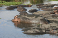 hippopotamus resting Ngorongoro Crater, Arusha, East Africa, Tanzania, Africa