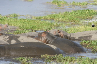 hippopotamus with big eye Ngorongoro Crater, Arusha, East Africa, Tanzania, Africa
