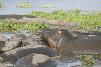 hippopotamus eat mud Ngorongoro Crater, Arusha, East Africa, Tanzania, Africa