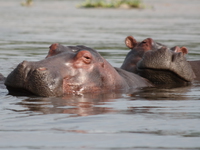 hippos_of_uganda