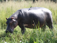 uganda hippo and his personal tick bird Murchison Falls, East Africa, Uganda, Africa