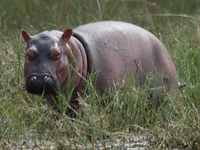 maggie the baby hippo Murchison Falls, East Africa, Uganda, Africa