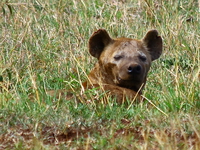 hyena Mwanza, East Africa, Tanzania, Africa