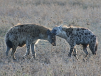 hyena kissing Serengeti, Ngorongoro, East Africa, Tanzania, Africa