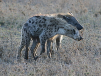 hyena mating Serengeti, Ngorongoro, East Africa, Tanzania, Africa
