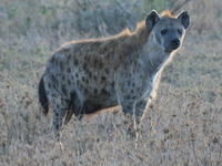 hyena alert Serengeti, Ngorongoro, East Africa, Tanzania, Africa