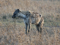 hyena standing Serengeti, Ngorongoro, East Africa, Tanzania, Africa