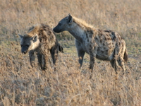 hyena at peac Serengeti, Ngorongoro, East Africa, Tanzania, Africa