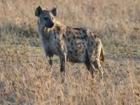spotted hyena Serengeti, Ngorongoro, East Africa, Tanzania, Africa