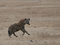 hyena eating and running Ngorongoro Crater, Arusha, East Africa, Tanzania, Africa
