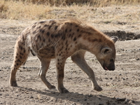 male hyena Ngorongoro Crater, Arusha, East Africa, Tanzania, Africa
