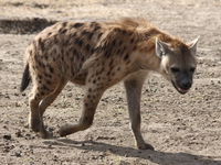 hyena hunting Ngorongoro Crater, Arusha, East Africa, Tanzania, Africa