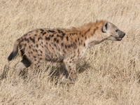 hyena Ngorongoro Crater, Arusha, East Africa, Tanzania, Africa
