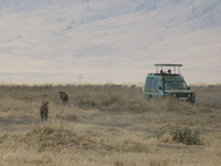 hyena chasing baby wildbeest Ngorongoro Crater, Arusha, East Africa, Tanzania, Africa