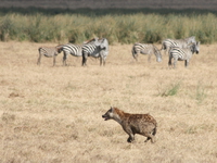 hyena hunting zebras Ngorongoro Crater, Arusha, East Africa, Tanzania, Africa