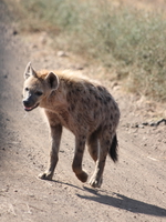 hyena salivaing Ngorongoro Crater, Arusha, East Africa, Tanzania, Africa