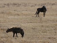 hyena hunt wildebeest Ngorongoro Crater, Arusha, East Africa, Tanzania, Africa