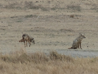 two jackals Ngorongoro Crater, Arusha, East Africa, Tanzania, Africa
