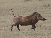 warhog with pointed tail Mwanza, East Africa, Tanzania, Africa