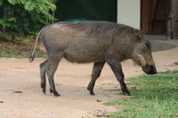 warhogs_of_uganda