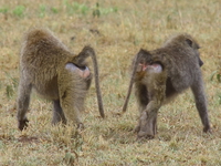 baboons_of_serengeti