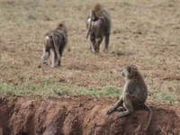 baboon family Mwanza, East Africa, Tanzania, Africa