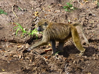 baboon crossing Mwanza, East Africa, Tanzania, Africa