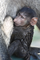 baby baboon Murchison Falls, East Africa, Uganda, Africa
