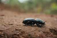 dung beetle Mtae, Ushoto, East Africa, Tanzania, Africa