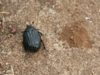tiny mini beetle Moshi, kilimanjaro, East Africa, Tanzania, Africa
