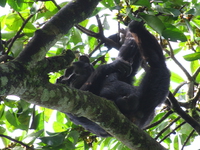 chimpanzee picking his nose Murchison Falls, Kampala, East Africa, Uganda, Africa