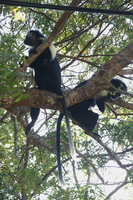two colombus monkeys Diani Beach, Mombasa, East Africa, Kenya, Africa