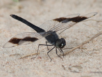 male dragon fly Murchison Falls, East Africa, Uganda, Africa